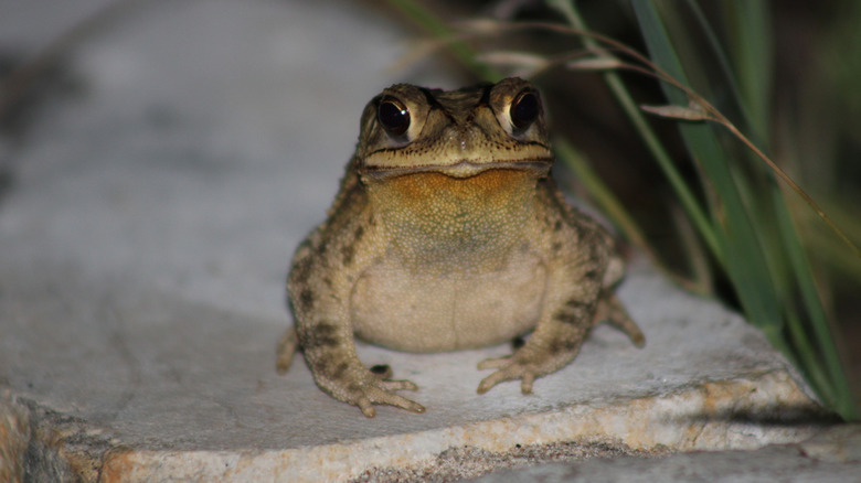 A toad sitting on a rock facing forward.