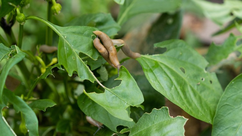 Slugs eating leafy plants while causing damage
