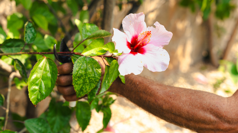 Gardener pruning a hibiscus flower