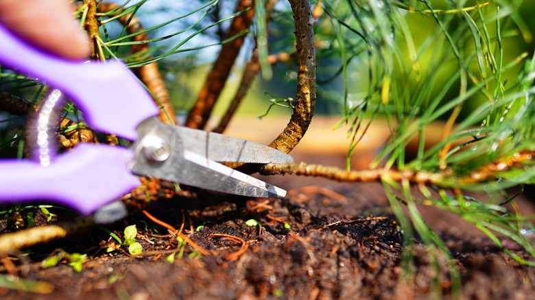 Person pruning an evergreen tree back to its healthy branches