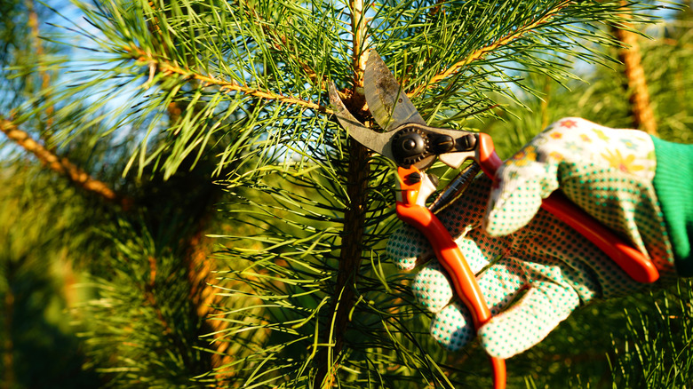 Person pruning an evergreen tree with pruning shears