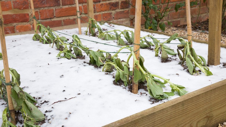 Plants covered in frost