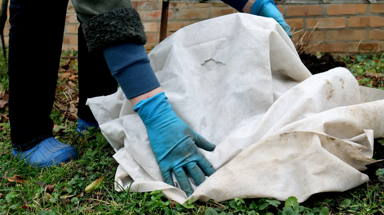 Man covering plants