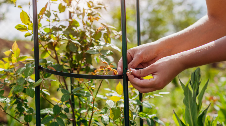 A person assembling a garden trellis