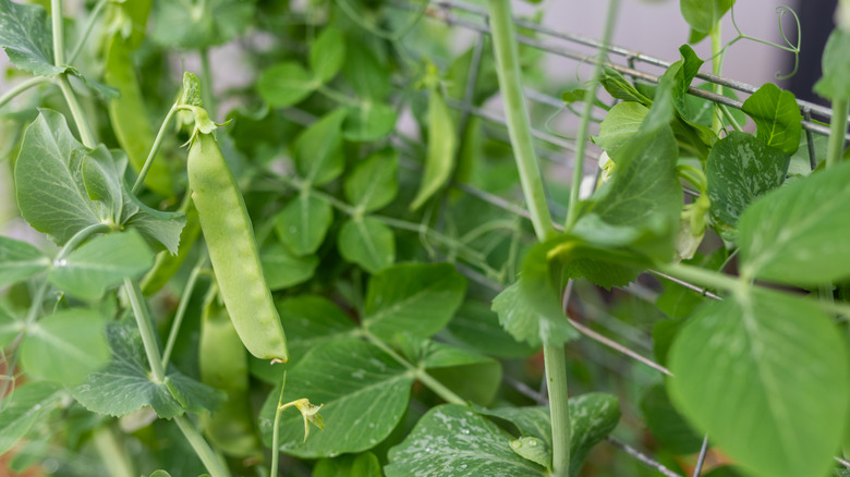 Know the right garden trellis for each climbing crop
