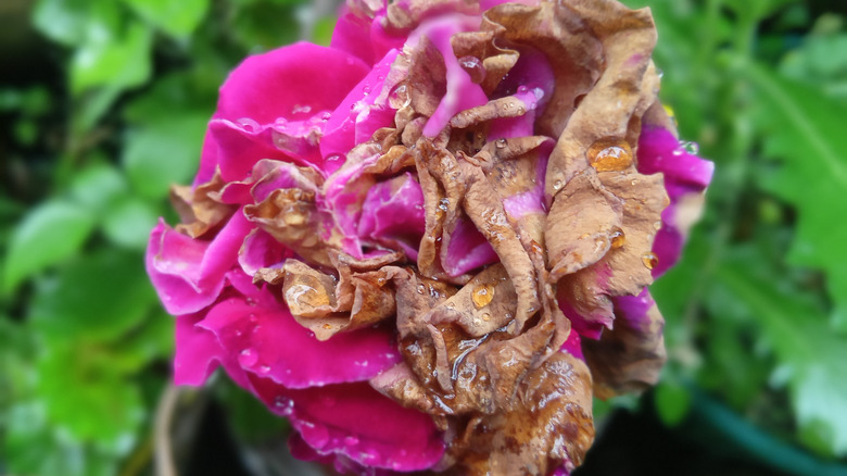 a hydrangea flower affected by gray mold