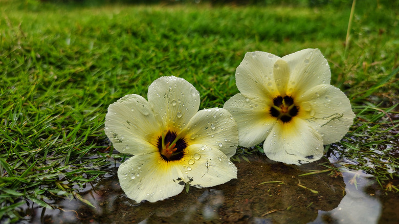 Flowers on wet grass