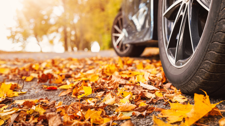 A closeup of leaves on a street beside parked car