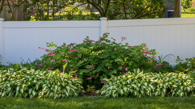 hostas and bleeding hearts