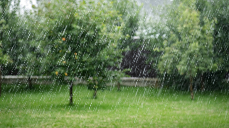 a rainy yard