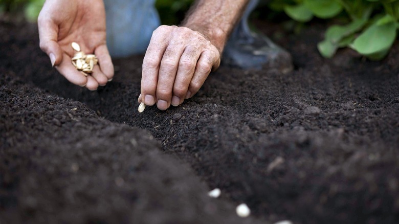 Hand planting seeds in soil