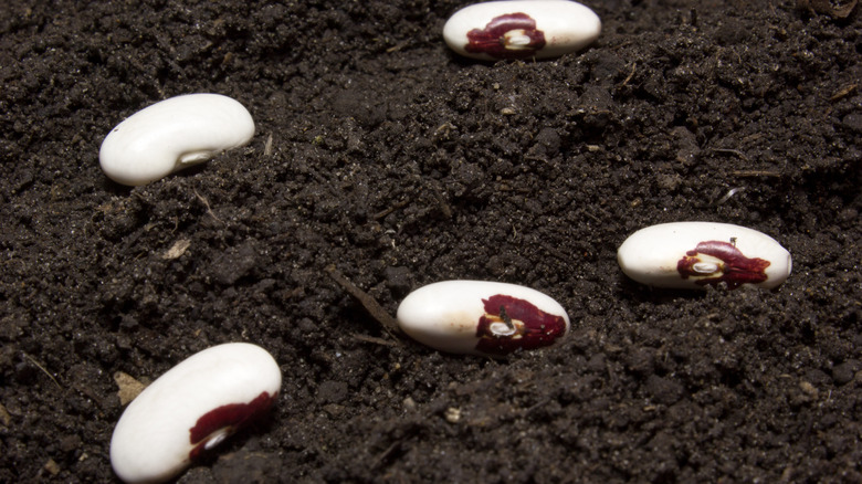 Large white bean seeds in garden