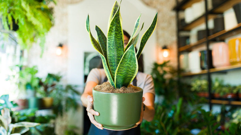 Person holding a potted snake plant
