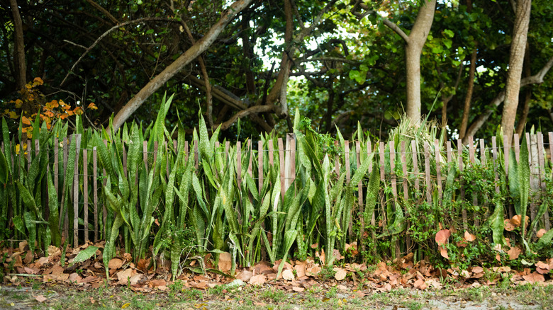 Snake plants outdoors in Florida