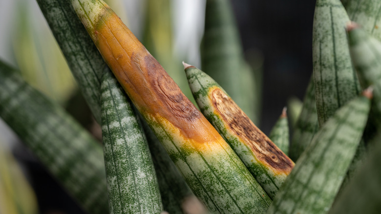Rotted leaves of a snake plant