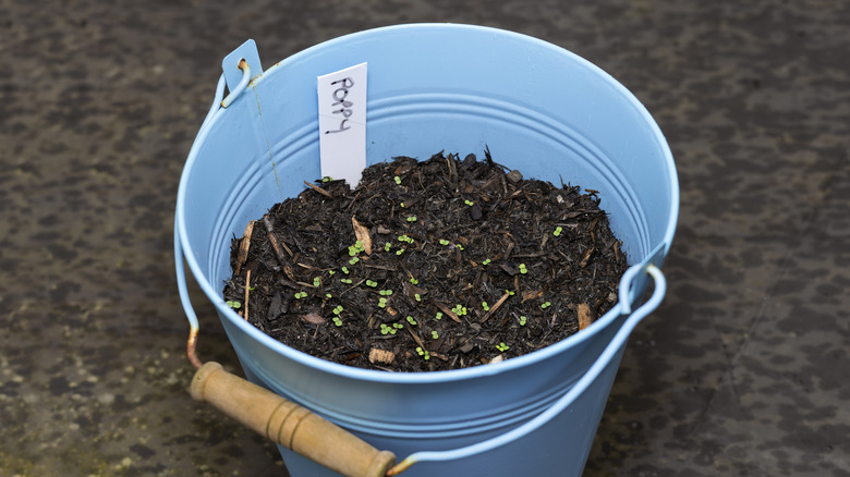 A light blue bucket with soil and planted poppy seeds.