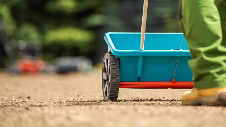 A person spreading grass seed over bare dirt using a push-along spreader