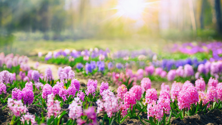 flower garden with varied hyacinths