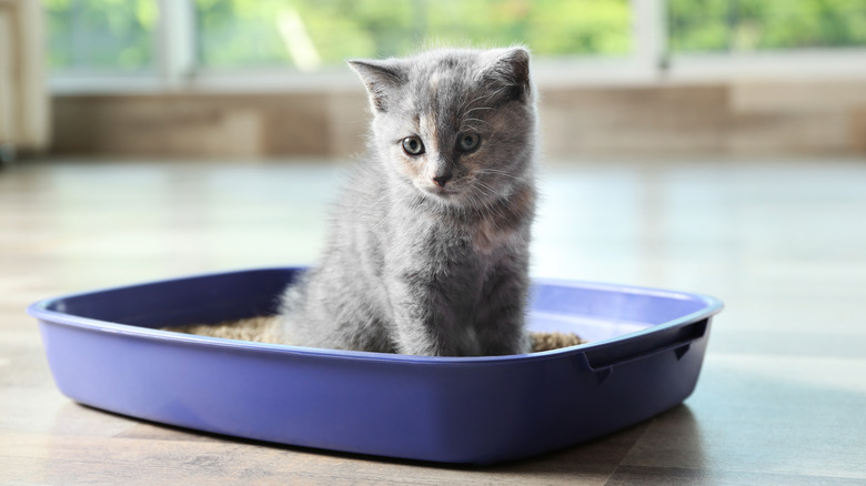 Kitten in litter box