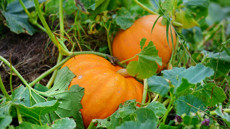 Big orange pumpkins growing in the garden