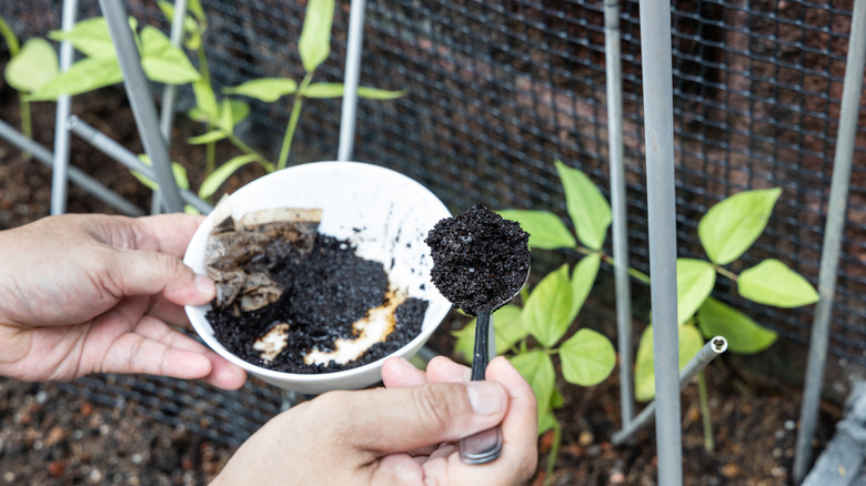 A scoop of coffee grounds are being added to a garden beside chickenwire fencing.