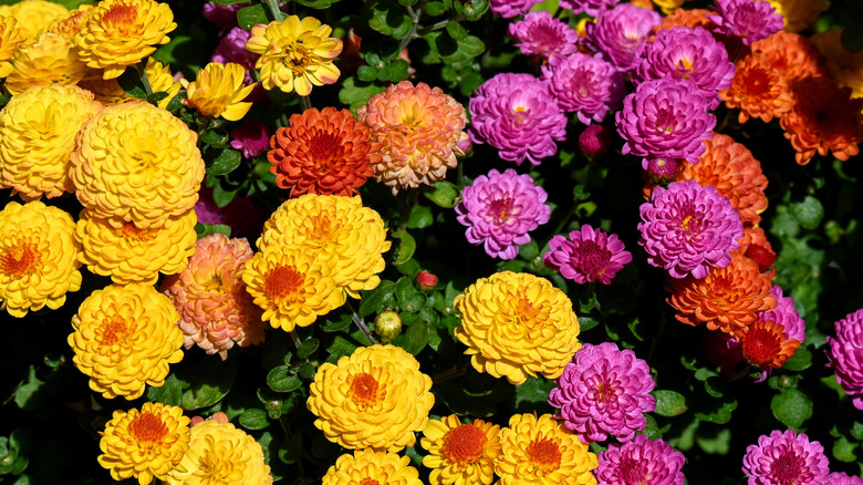 Mums bloom in a variety of different colors, ranging from yellow (left) to purple and orange (right).