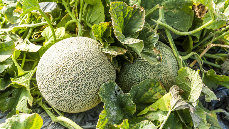 Close-up of cantaloupes growing on the plant