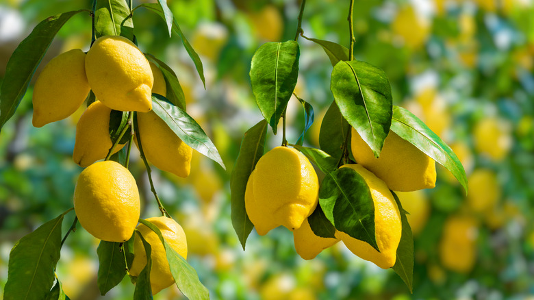 lemons growing on tree