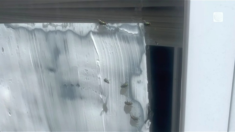 Flies feasting on a yogurt-covered window pane