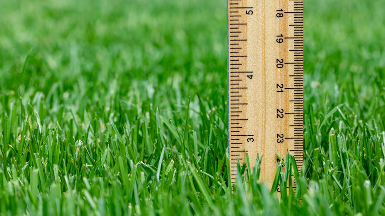 Ruler measuring height of lawn