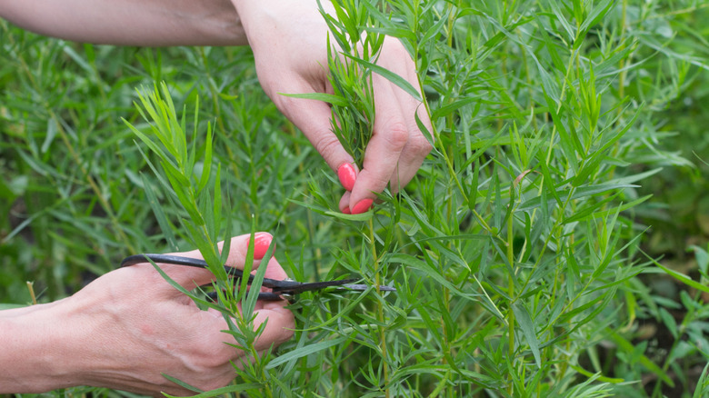 Hands cutting tall tarragon stalks with gardening shears