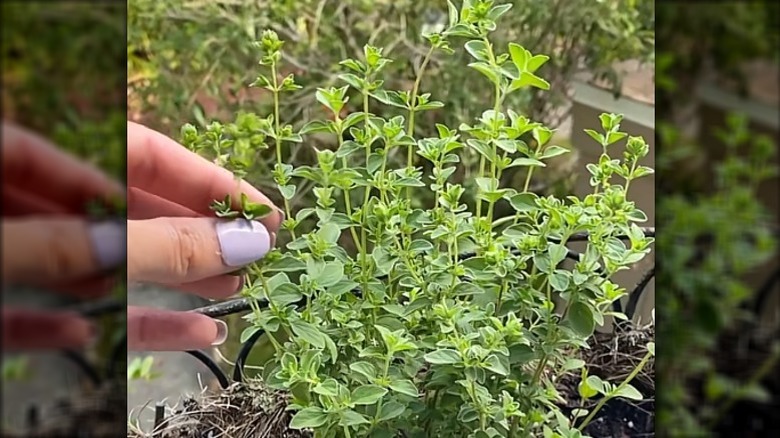 Hand showing where to prune an oregano plant