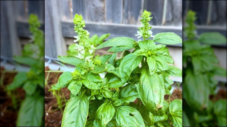 A basil plant with small white flowers