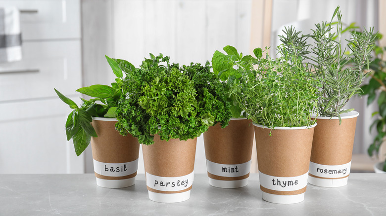 Indoor herb garden