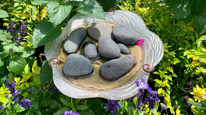 A simple bee bath consisting of a dish with shallow water and rocks
