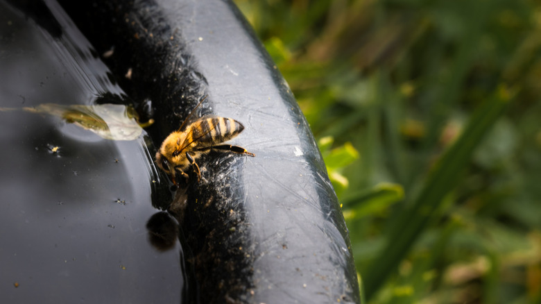 A bee drinking water