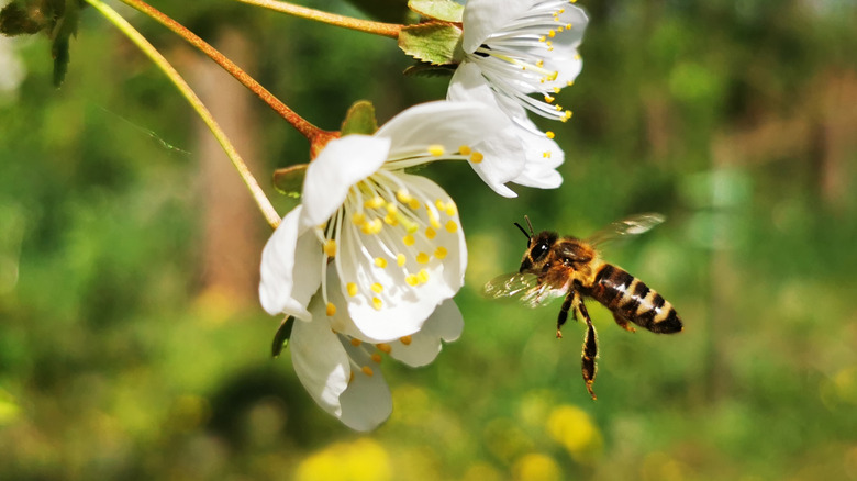 A bee approaches a flower in a garden