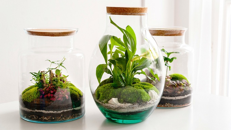 Gardens growing in bottles