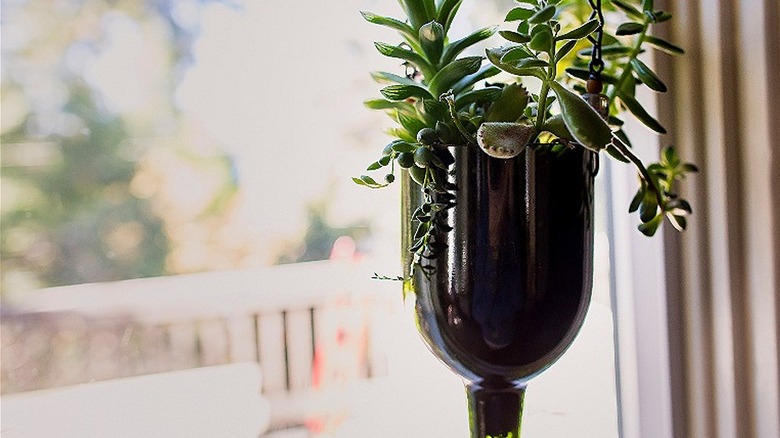 Succulents growing in upside-down bottle