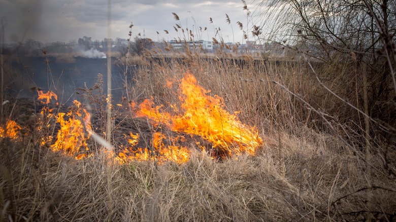 Fire burning dry vegetation