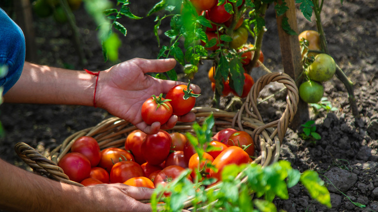 A gardener harvesting ripe tomatoes