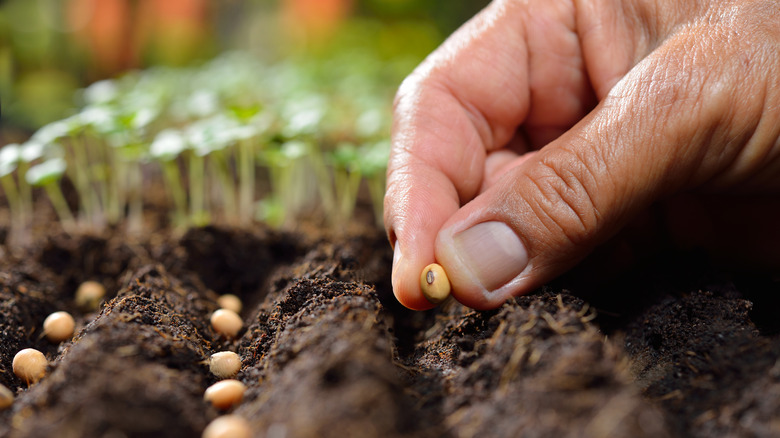 A hand holds a seed while planting several in rows in soil.