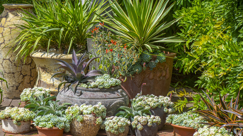 Variety of different plants in a capsule garden