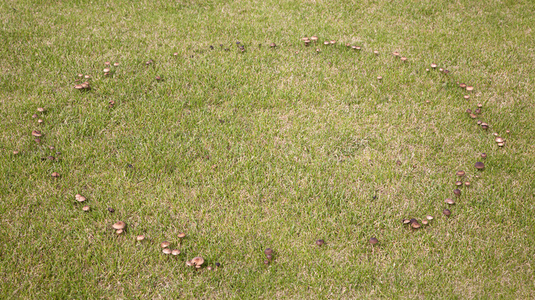 Full mushroom fairy ring on lawn
