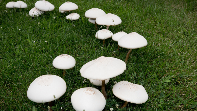 Close up of fairy ring of mushrooms on green lawn