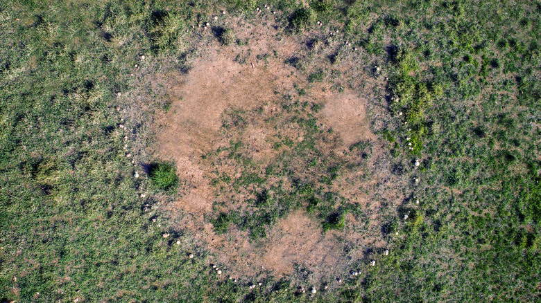 Type 1 fairy ring with bare dirt in the middle