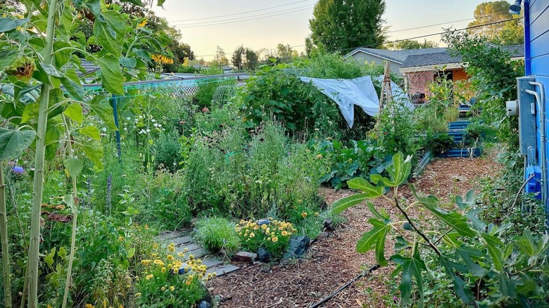 Wildflower and plant food forest