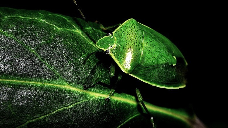 A leaf bug on a plant at night, illuminated by a green light