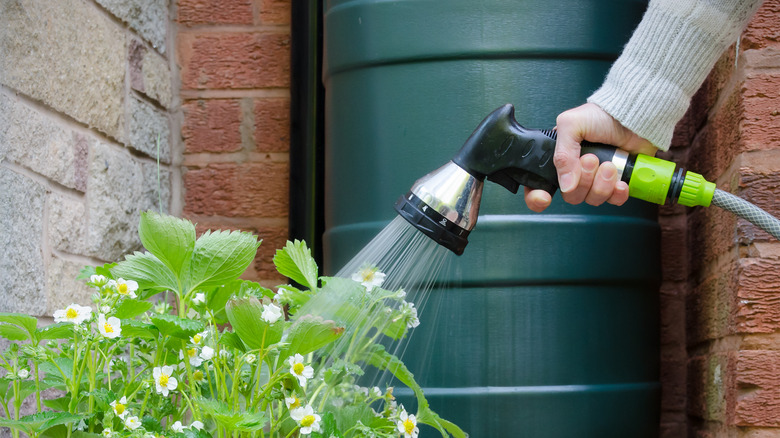 watering plants from bin