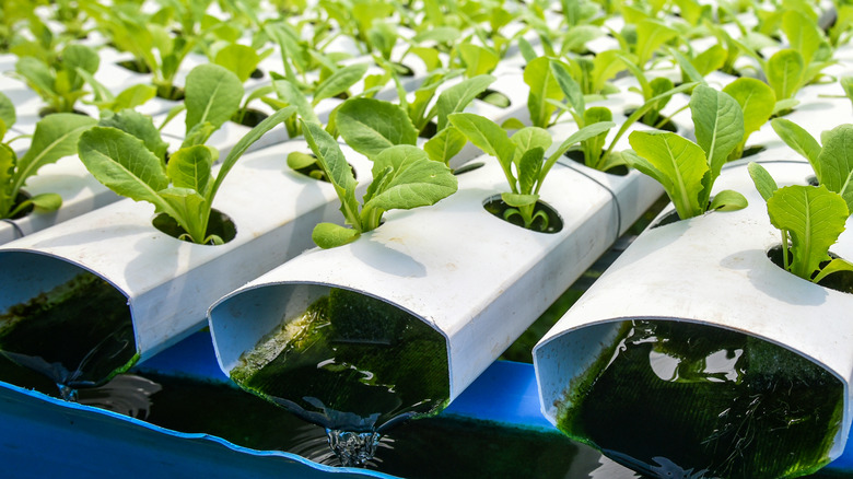 Hydroponic gardening system